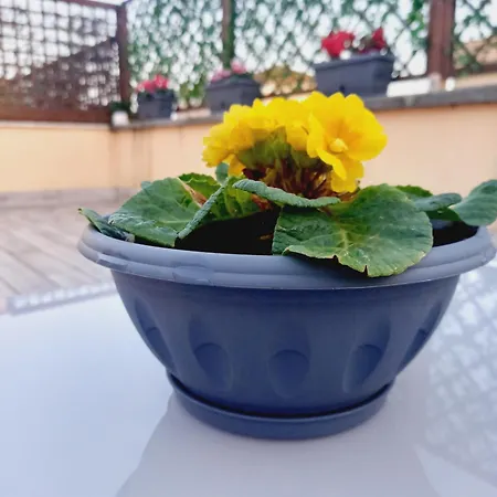 Monteverde Rhome Rom